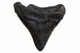 Juvenile Megalodon Tooth - South Carolina #306238-1